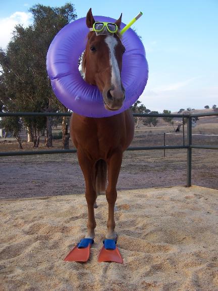 paard_gaat_zwemmen