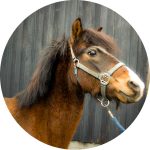 Flicka